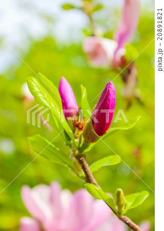 unopened bud of magnolia flower unopened bud of magnolia flower 20891821
