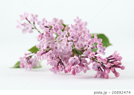 Purple lilac Purple lilac 20892474