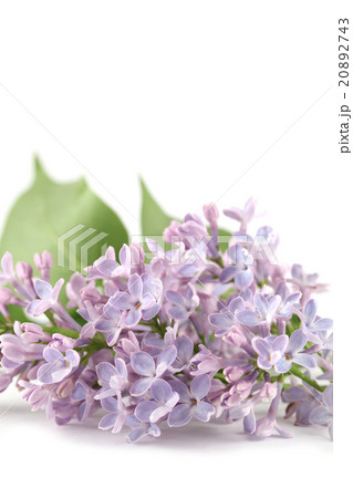 Purple-blue lilac 20892743