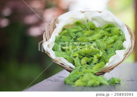 Spruce sprouts 20893093