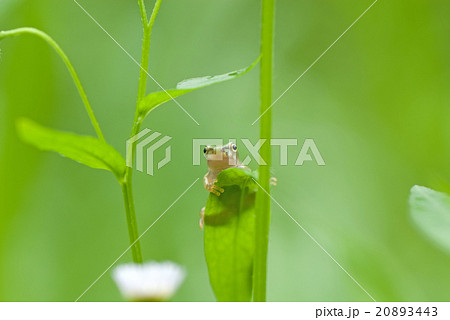 ヒメジョオンの葉の向こう側から顔を出したアマガエル 20893443
