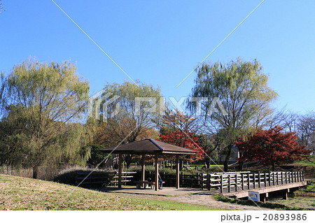秋の蓮田市西城沼公園 秋の蓮田市西城沼公園 20893986