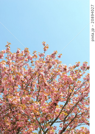 八重桜(関山) 八重桜(関山) 20894027