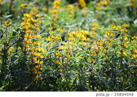 ルーピン ルーピン 20894048