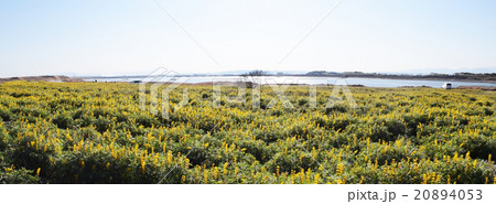 ルーピンの丘 ルーピンの丘 20894053