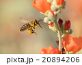 Honeybee Flying to Desert Mallow 20894206