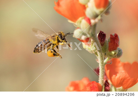 Honeybee Flying to Desert Mallow 20894206
