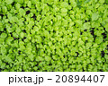 fresh green plants background 20894407