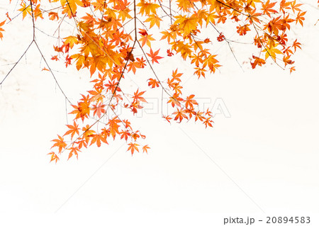 Beautiful Colorful Autumn Leaves Beautiful Colorful Autumn Leaves 20894583