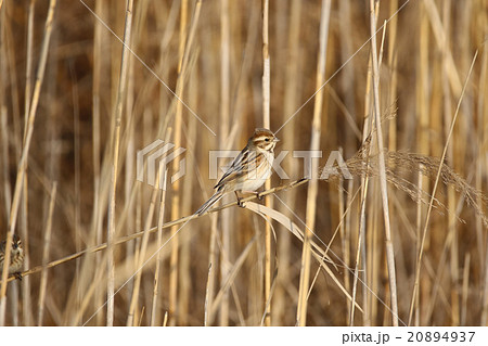 オオジュリン オオジュリン 20894937