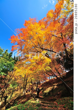 紅葉狩り 20895280