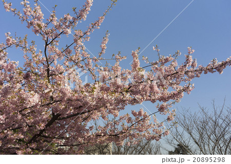 河津桜 20895298