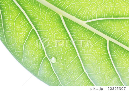 葉脈と雫 20895307