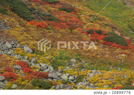大雪山、白雲岳避難小屋近辺の紅葉。9月。 20899778