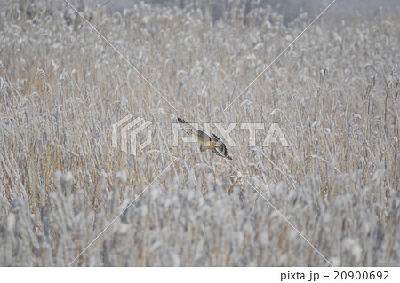 ハイイロチュウヒ 20900692