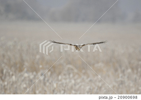 ハイイロチュウヒ 20900698