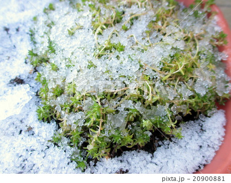 多肉植物の間違った管理の仕方　(冬は室内へ) 20900881