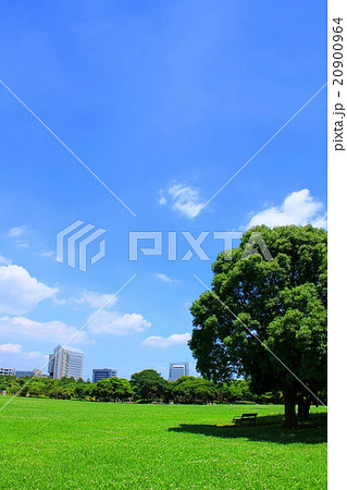 綺麗な夏空の公園広場の写真素材