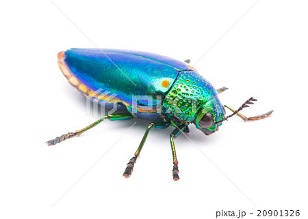Beautiful Jewel Beetle  20901326