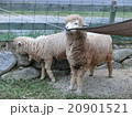 テントをかむ子羊 20901521