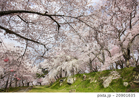 烏帽子山公園の桜 烏帽子山公園の桜 20901635