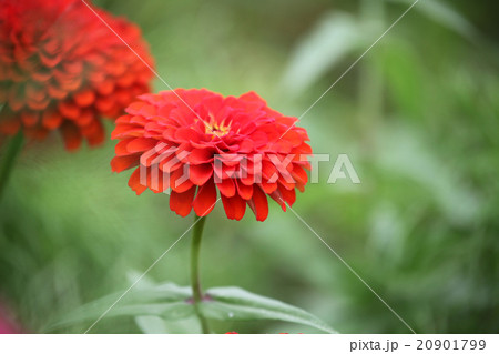 百日草 百日草 20901799