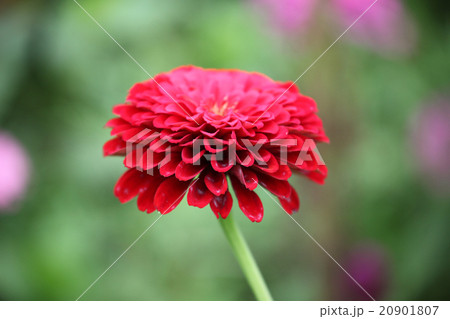 百日草 百日草 20901807