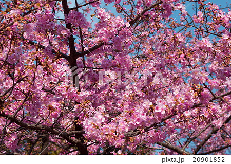 枝を広げて満開の河津桜 枝を広げて満開の河津桜 20901852