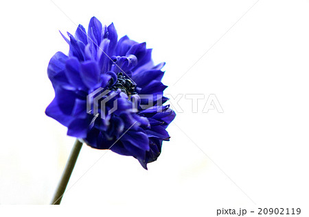 一輪のアネモネ 一輪のアネモネ 20902119