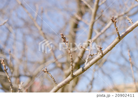 桜　つぼみ 20902411