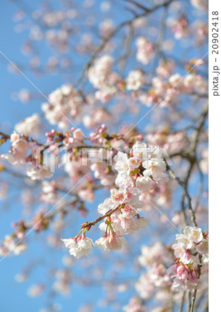 桜　開花 20902418