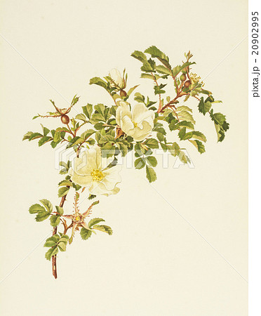 アンティークイラスト バラ Alfred Parsons The Genus Rosa 1914のイラスト素材