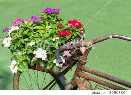 Mix colour Madagascar Periwinkle flower Mix colour Madagascar Periwinkle flower 20903304