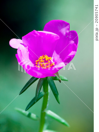 Common Purslane 20905741