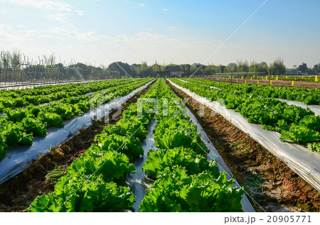 Agricultural industry. Growing salad lettuce 20905771