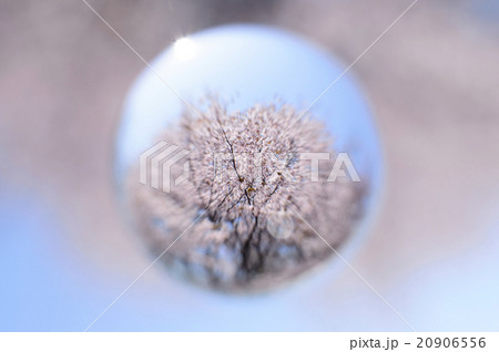 ガラス玉に映る桜 20906556
