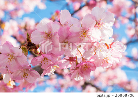Pink Sakura, Cherry Blossom, most beautiful flower Pink Sakura, Cherry Blossom, most beautiful flower 20909706