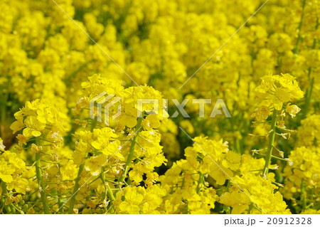 春の訪れ・菜の花の開花 20912328