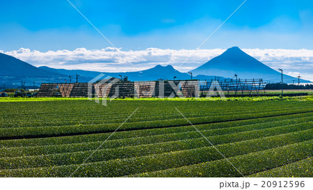 茶畑と大根やぐらと開聞岳 茶畑と大根やぐらと開聞岳 20912596