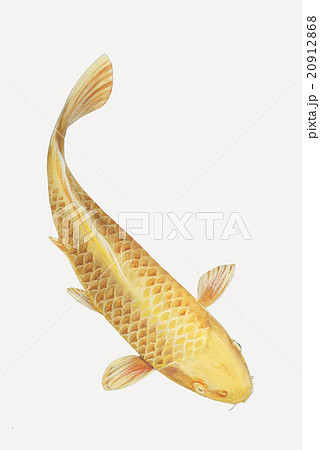 Water Color Gold Koi Fishのイラスト素材