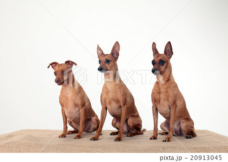 ミニチュアピンシャー 20913045