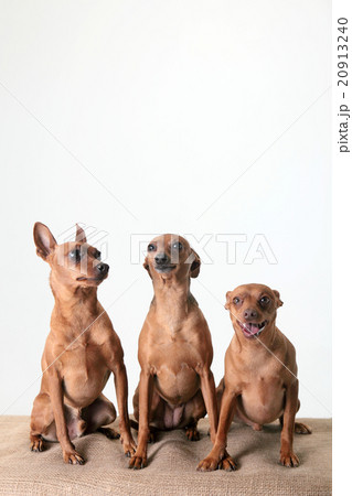 犬 三匹の小型犬 茶色のピンシャーの写真素材