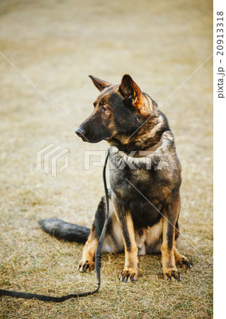 German Shepherd Dog Close Up German Shepherd Dog Close Up 20913318