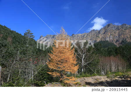 カラマツの紅葉と八ヶ岳の岩壁 20915445