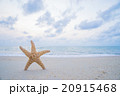 starfish on the beach 20915468