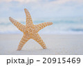 starfish on the beach 20915469