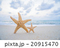 starfish on the beach 20915470