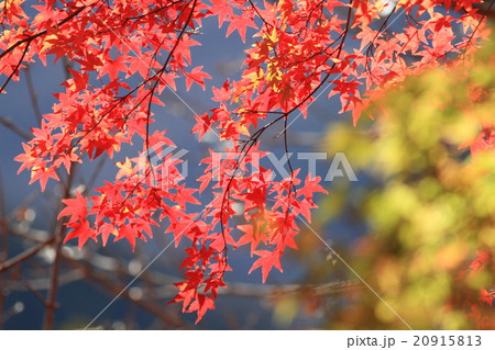 紅葉したモミジ 紅葉したモミジ 20915813