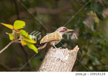 綺麗なアオゲラ雄 綺麗なアオゲラ雄 20916129