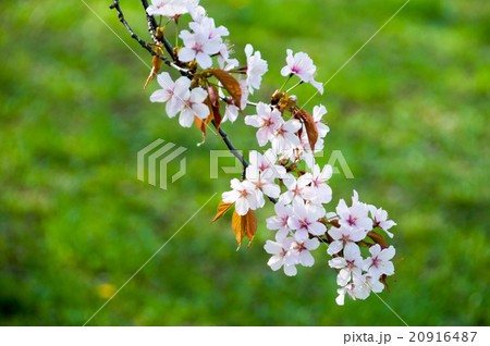 満開のサクラの花 20916487